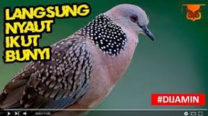 Posting pada jenis burung ditag asal usul derkuku, burung derkuku jantan, burung derkuku kol buntet, burung putri mandi gacor, burung tekukur jogja, burung tekukur kelantan, burung tekukur paling mahal, cara meloloh anakan burung tekukur, cara membuat pikat terkukur, cara memilih derkuku ombyokan, ciri ciri tekukur yang bagus, derkuku hijau. Cara Ini Bisa Membuat Pikat Rajin Bunyi