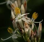Image result for Chlorophytum macrophyllum
