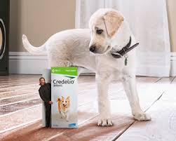 Dosing Administration Info For Credelio Flea Tick Chewable