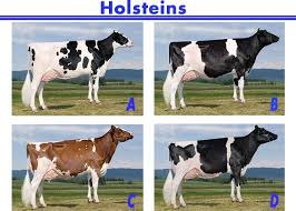 Holstein Results 2018 Livestock Judging Holstein Holstein Cows