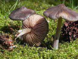 Scegli la consegna gratis per riparmiare di più. Nel Giardino Il 30 Di Marzo Funghi Da Determinare E Da Riconoscere A Passeggio Nel Bosco Insieme A Tanti Amici A Cercar Funghi