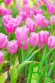 If you observe any plant, eventually you'll see the older leaves wilt and die. 9 Reasons Why Tulip Leaves Turn Yellow Prematurely Gardener S Path