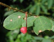 Image result for Phyllanthus nummulariifolius