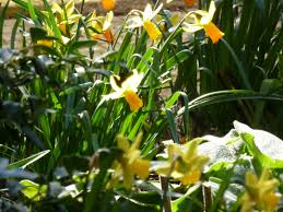 Klc On Line Diploma In Garden Design Course Ursula S Cambridge Garden
