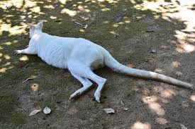 Каталог компаний → хобби и досуг. Zoo Santo Inacio Corredor De Vidro Dos Leoes Picture Of Zoo Santo Inacio Vila Nova De Gaia Tripadvisor