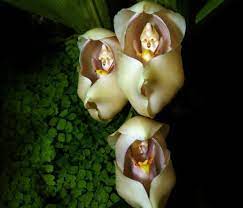 Orchid mantises typically breed in the indonesian forests. Flowers Of The World That Look Like Animals Insects Or People Owlcation