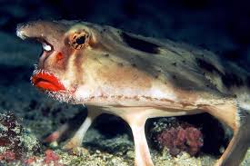 Image result for Red-lipped batfish