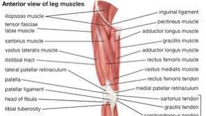 The human leg, in the general word sense, is the entire lower limb of the human body, including the foot, thigh and even the hip or gluteal region. Quadriceps Femoris Muscle Anatomy Britannica