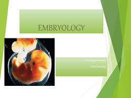 Image result for Embryology