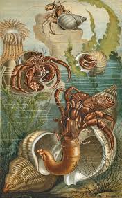 Botanical & Natural History Prints · Antique Prints, Inc.