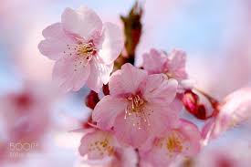 Early Sakura Sakura Bloom Flowers