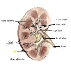 A normal human kidney contains 7 to 22 renal papillae. Kidney Structure Flashcards