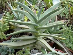 Image result for Crassula perfoliata