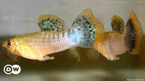 Homosexualität macht Fischmännchen attraktiv | Wissen & Umwelt | DW |  12.12.2012
