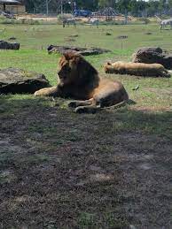 Pin By Angela Renee On Caldwell Zoo Tyler Tx Brown Bear Zoo Bear