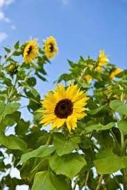 The Best Time To Plant Sunflower Seeds Sunflower Seedlings Planting Sunflowers When To Plant Sunflowers