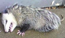 Listen to obossum | soundcloud is an audio platform that lets you listen to what you love and share the sounds you create. Opossum Wikipedia