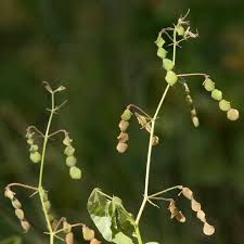 Image result for Desmodium