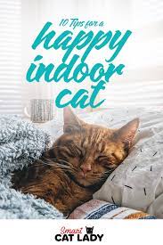 10 Tips For A Happy Indoor Cat In 2020 Indoor Cat Cat Care Cats