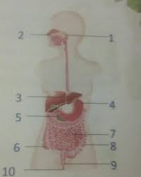 The duodenum (attached to the stomach), the jejunum introduction: What Is The Other Term For The Large Intestine Brainly