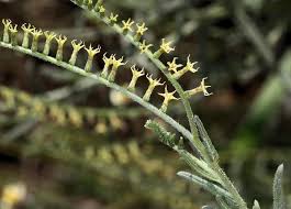 Image result for Heliotropium zeylanicum