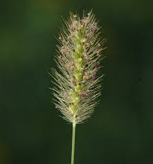Image result for Setaria parviflora