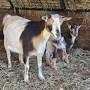 Nigerian Dwarf goats for sale Indiana from gmsgoats.com