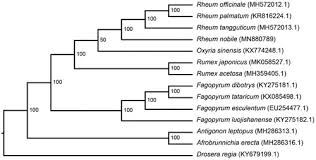 Image result for Afrobrunnichia erecta