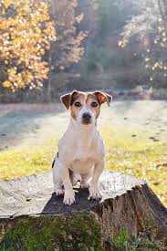 Intrigued jack russell terrier looking directly at camera with interested look; Entzuckender Jack Russell Terrier Hund Sitzt Auf Altem Baumstumpf Foto Vorratig Crushpixel