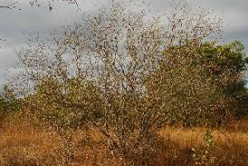 Image result for Euphorbia matabelensis