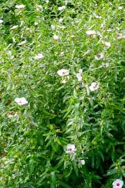 Image result for Pavonia burchellii