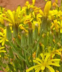 Image result for Crepis newii