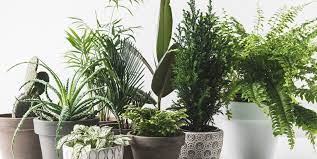 A supermarket, a department store, men's and women's clothing stores, a grocer's, a baker's, a greengrocer's, a dairy and a butcher's. 7 Mistakes You Re Making With House Plants Indoor Plant Care