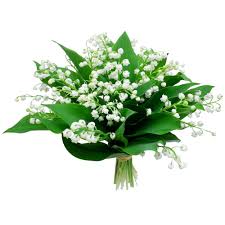 Pin Di Plantes Toxiques
