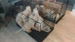 The humane society of missouri's st. Animal Rescue Of El Paso Ask People To Sponsor Adopt After 17 Dogs Are Brought In Kfox