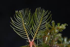 Image result for Myriophyllum spicatum