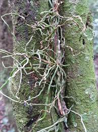 Image result for Tridactyle filifolia