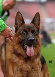 We did not find results for: German Shepherd Islamabad Home Facebook