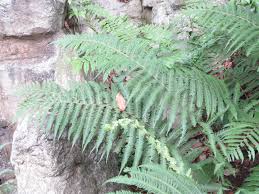 Image result for Pseudocyclosorus