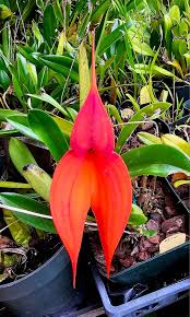 Image result for Habenaria livingstoniana