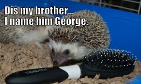 Pin By Anastasia Cronin On Memes Comics Hedgehog Meme Funny Hedgehog Hedgehog Pet