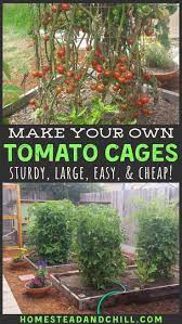 How To Make A Diy Tomato Cage Sturdy Easy Cheap Homestead And Chill Tomato Cages Backyard Vegetable Gardens Tomato Cage Diy