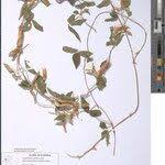 Image result for Macrotyloma daltonii