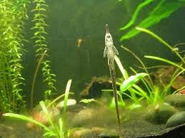5 Best Aquarium Algae Eaters Aquariadise In 2020 Aquarium Algae Fish Tank Plants Fresh Water Fish Tank