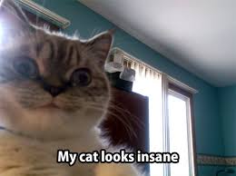 Real Live Kitty And Like Omg Get Some Yourself Some Pawtastic Adorable Cat Apparel Komik Hayvanlar Komik Hayvan Fotograflari Kedi Esprileri