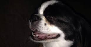 Oyr Prapso Is Now 8 And Everyone Loves Him Shih Tzu Puppies Love Him