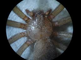 Da ciò la consapevolezza che se trovate un ragno violino in casa, specie assai diffusa in aree antropiche, è bene catturarlo con delicatezza, usando un bicchiere o un contenitore, e liberarlo all'esterno della vostra abitazione. Ragno Violino Schede Tematiche Museo Di Storia Naturale Di Venezia