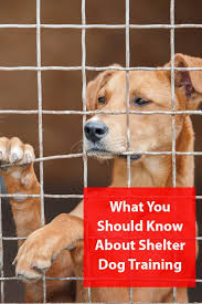 What You Should Know About Shelter Dog Training 2020