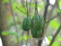 Image result for Ritchiea