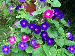 How do you grow morning glory flowers? Seedscare Morning Glory 50 Seeds Mixed By Seedscare Amazon In Garden Outdoors